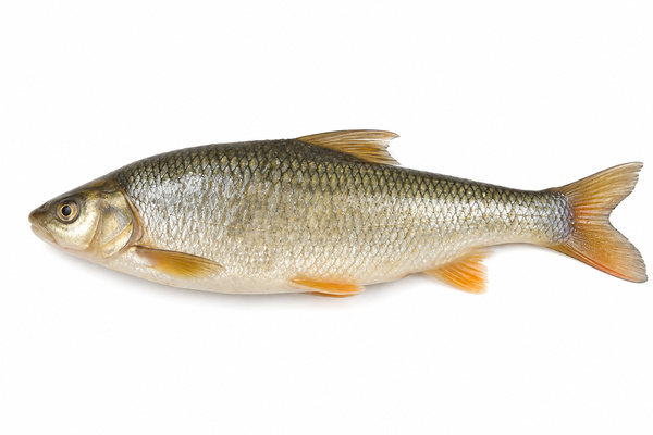 Boga entera
